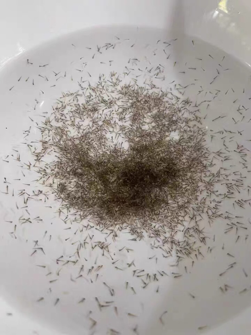 花鲢鱼苗规格一斤5000尾左右