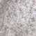 花鲢鱼苗规格一斤5000尾左右