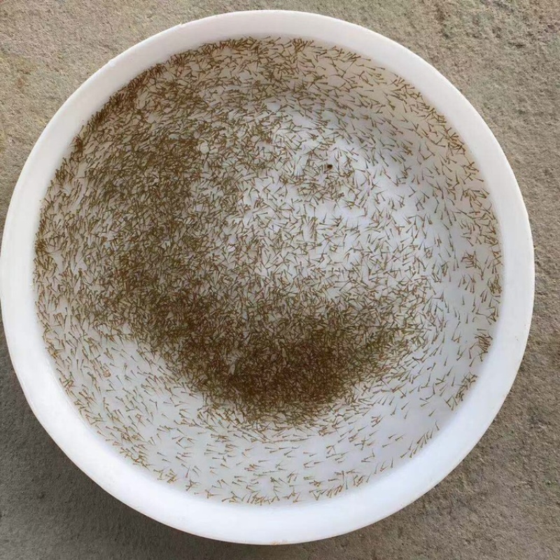 花鲢鱼苗规格一斤5000尾左右