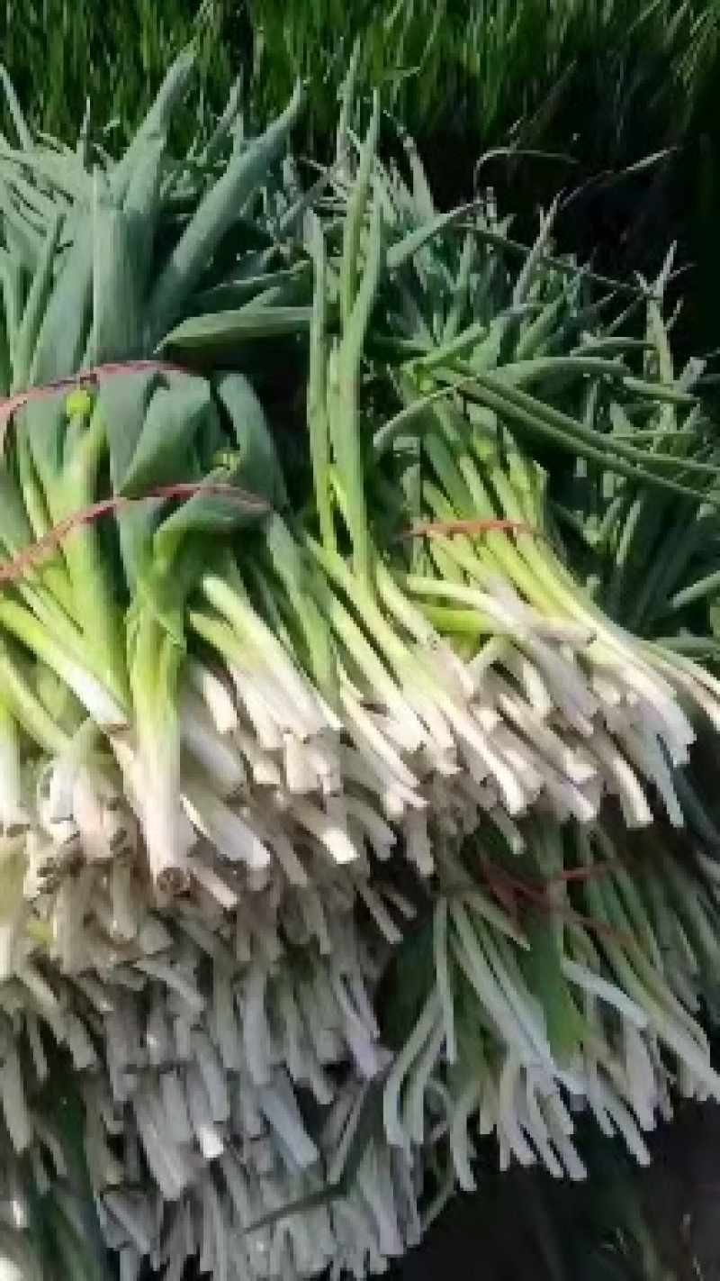 山东菏泽精品四季小葱产地直供货源充足欢迎采购