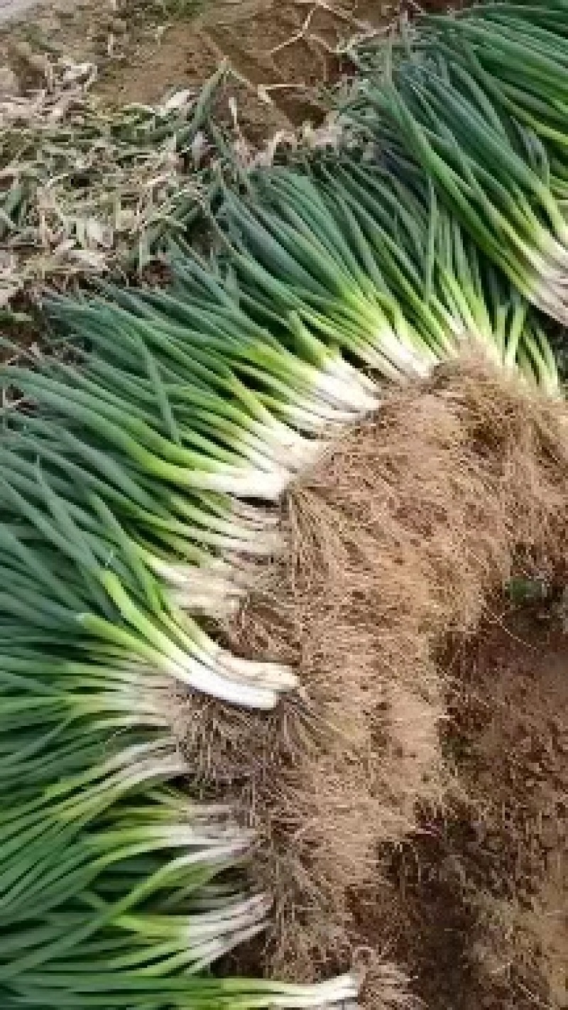 山东菏泽精品四季小葱产地直供货源充足欢迎采购
