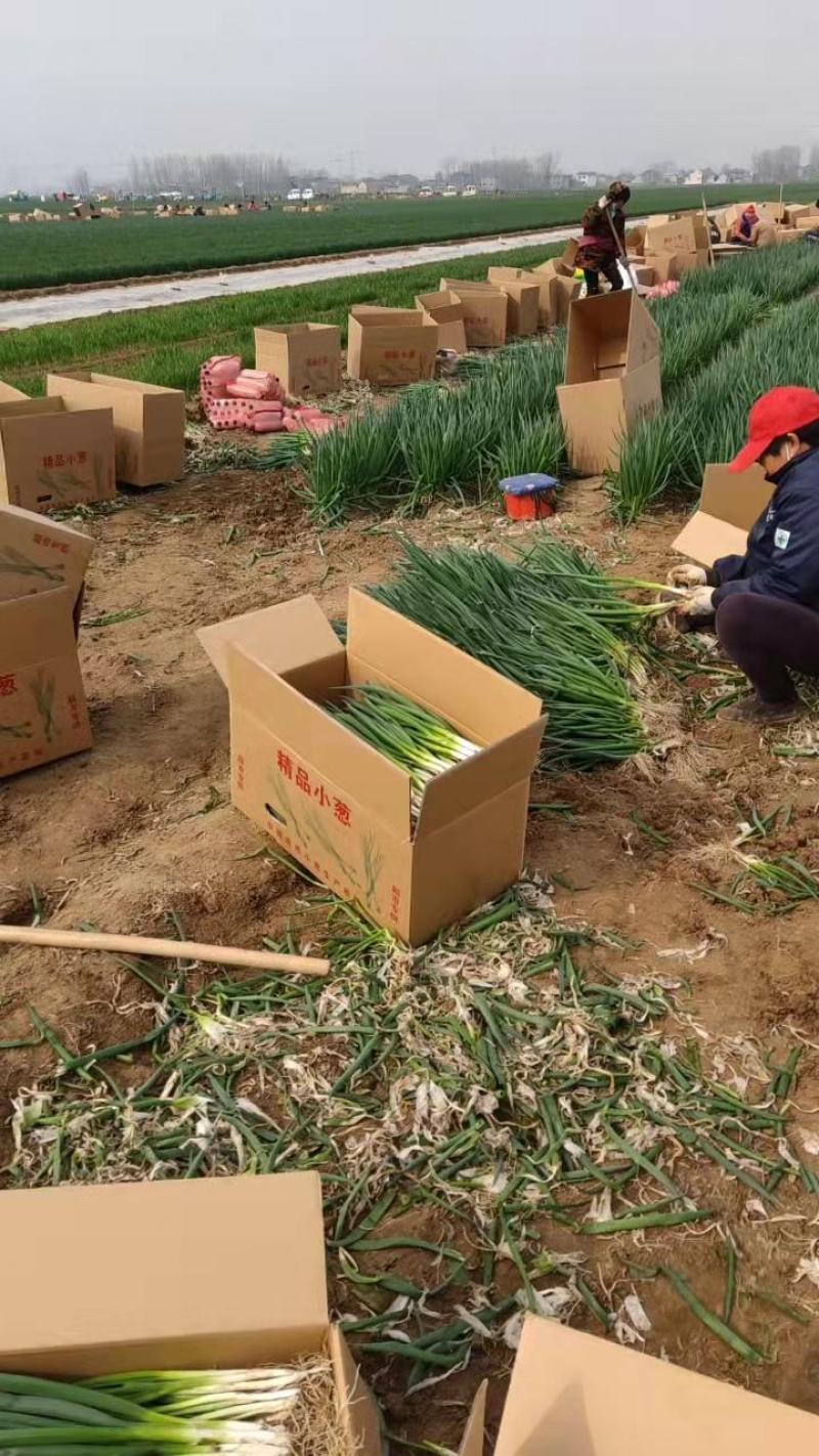 山东菏泽精品四季小葱产地直供货源充足欢迎采购