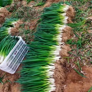 山东菏泽精品分葱朵葱墩葱产地直供保证质量欢迎惠顾