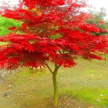 红枫，日本红枫红舞姬中国红枫庭院别墅道路绿化美国红四季