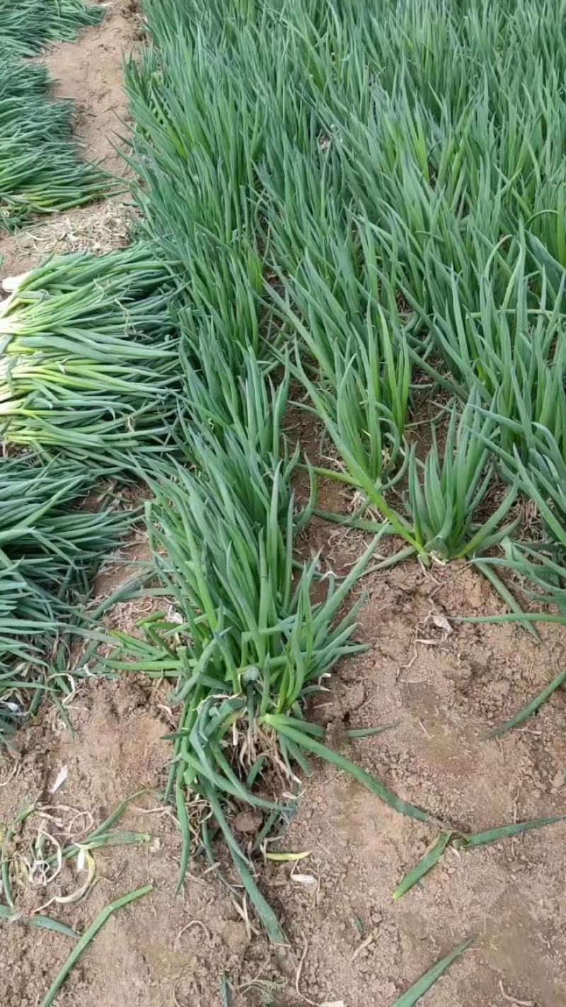 山东小葱分葱大量供应中超市市场电商加工厂东北三省市场供