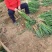 山东小葱分葱大量供应中超市市场电商加工厂东北三省市场供