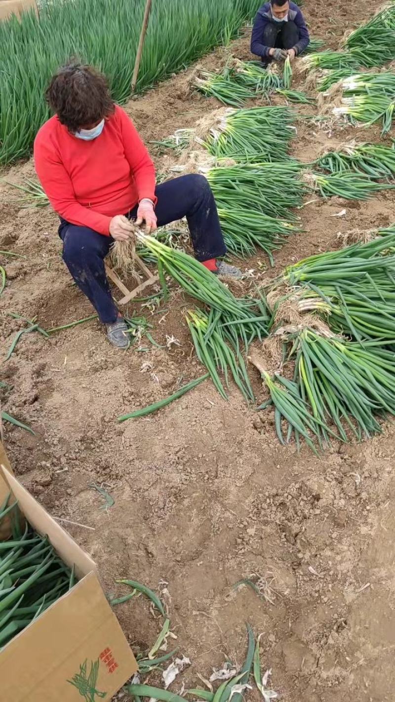 山东小葱分葱大量供应中超市市场电商加工厂东北三省市场供