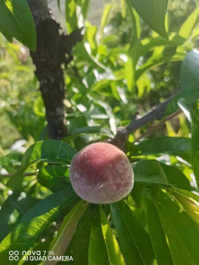 云南石屏红桃