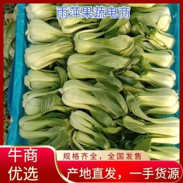 上海青小青菜小油菜，基地一站式供应精品货源，品质保证