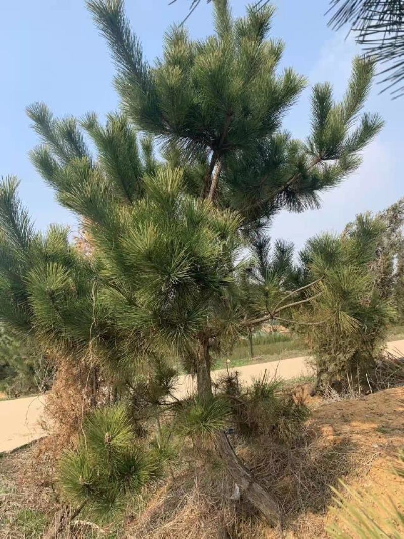 50公分高黑松杯苗，临沂莒南县三木苗木种植专业合作社
