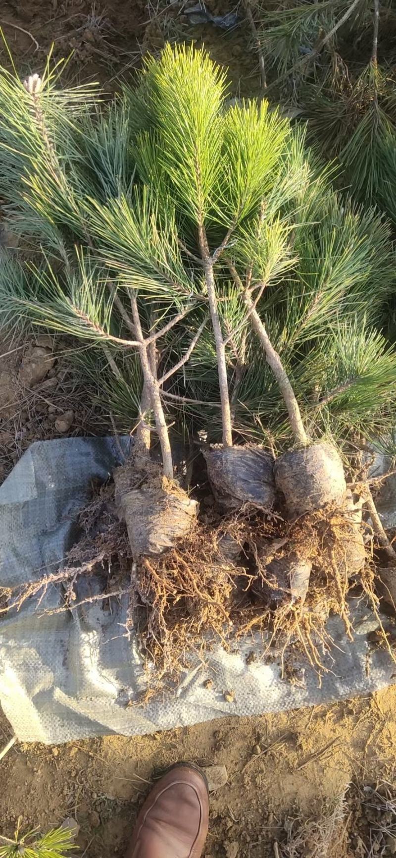 50公分高黑松杯苗，临沂莒南县三木苗木种植专业合作社