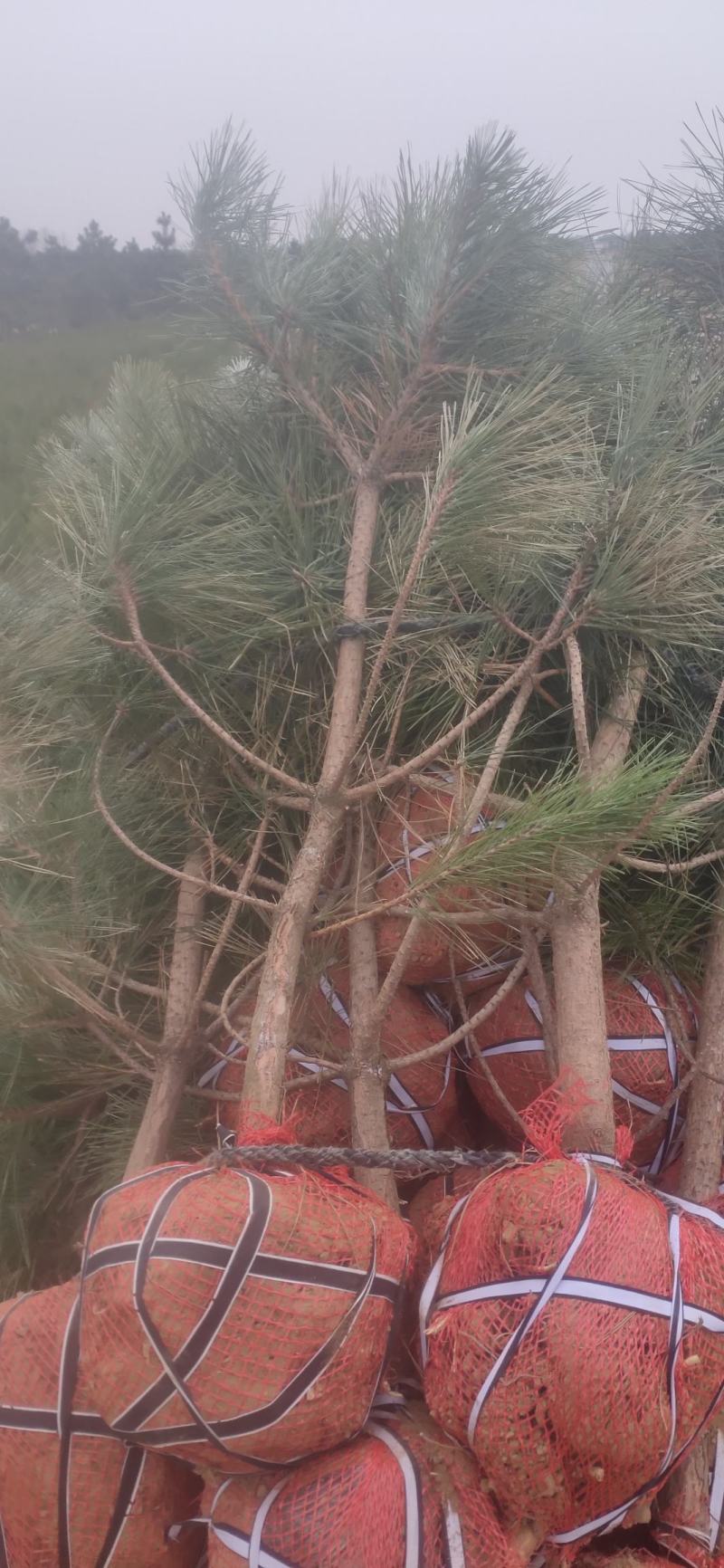 50公分高黑松杯苗，临沂莒南县三木苗木种植专业合作社