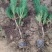 50公分高黑松杯苗，临沂莒南县三木苗木种植专业合作社