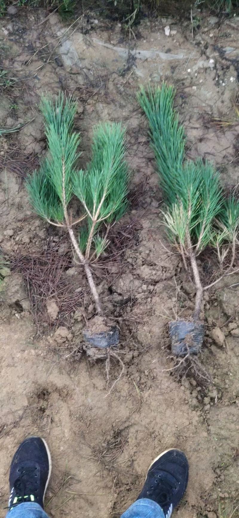 50公分高黑松杯苗，临沂莒南县三木苗木种植专业合作社