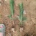 50公分高黑松杯苗，临沂莒南县三木苗木种植专业合作社