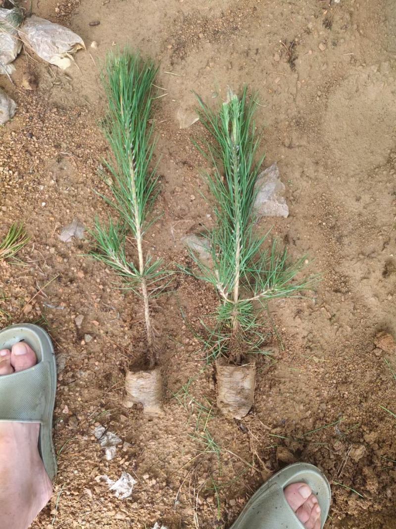 50公分高黑松杯苗，临沂莒南县三木苗木种植专业合作社