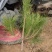 50公分高黑松杯苗，临沂莒南县三木苗木种植专业合作社