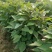 脱毒原种西瓜红，商薯19薯苗量大从优，基地直供