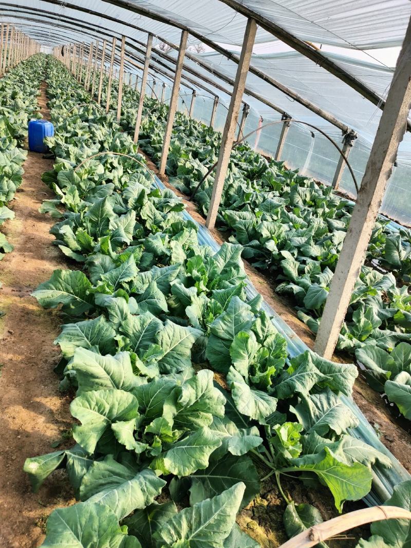 精品青梗白面小米粒有机花已上市欢迎各位老板前来采购