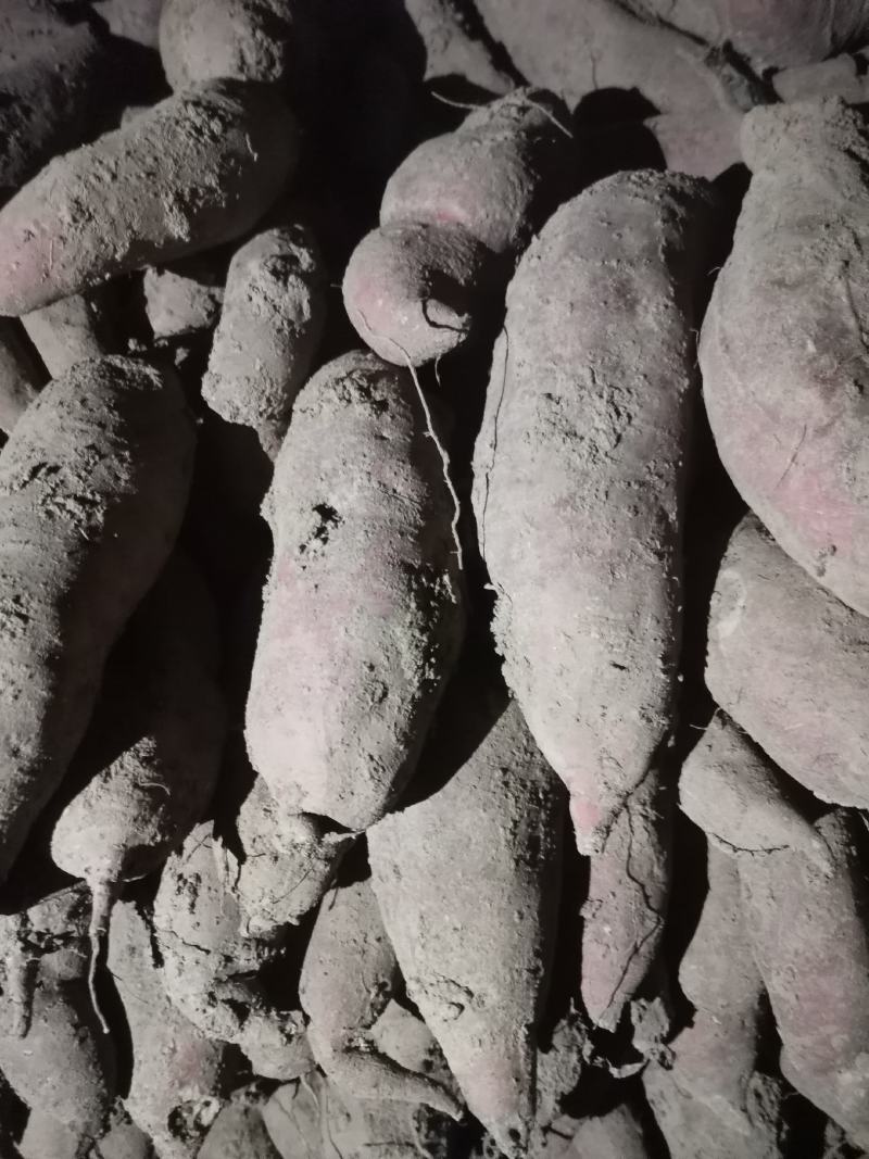 西瓜红地瓜，糖度高，表光好，无虫眼，沙地种植，欢迎选购
