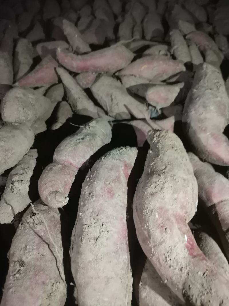 西瓜红地瓜，糖度高，表光好，无虫眼，沙地种植，欢迎选购