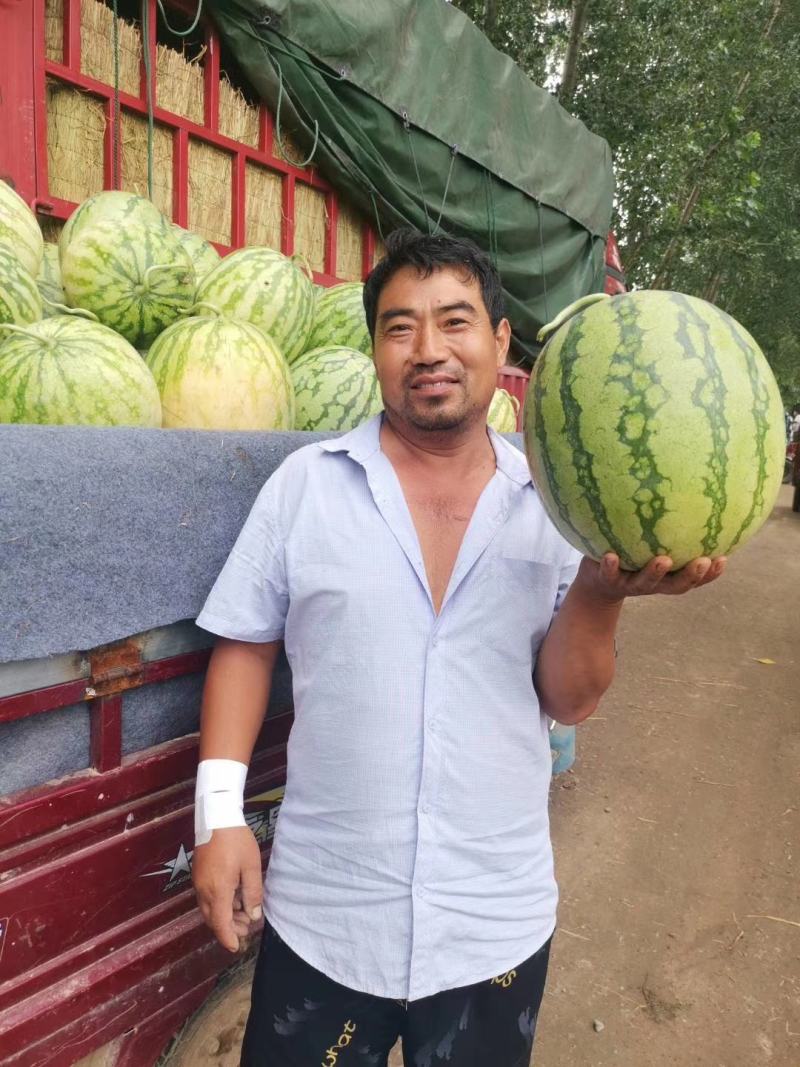豫艺冰糖无籽西瓜种大果抗病抗裂含糖量高经济效益高9000