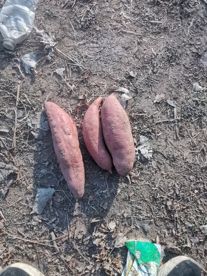 西瓜红地瓜，糖度高，表光好，无虫眼，沙地种植，欢迎选购