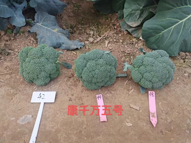豫艺冰糖无籽西瓜种大果抗病抗裂含糖量高经济效益高9000