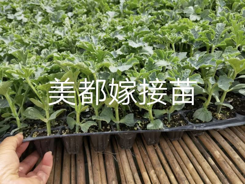 豫艺冰糖无籽西瓜种大果抗病抗裂含糖量高经济效益高9000