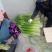 陕西省大荔县沙底村露天白帽蒜苔不上冷库不泡药水绿色蔬莱