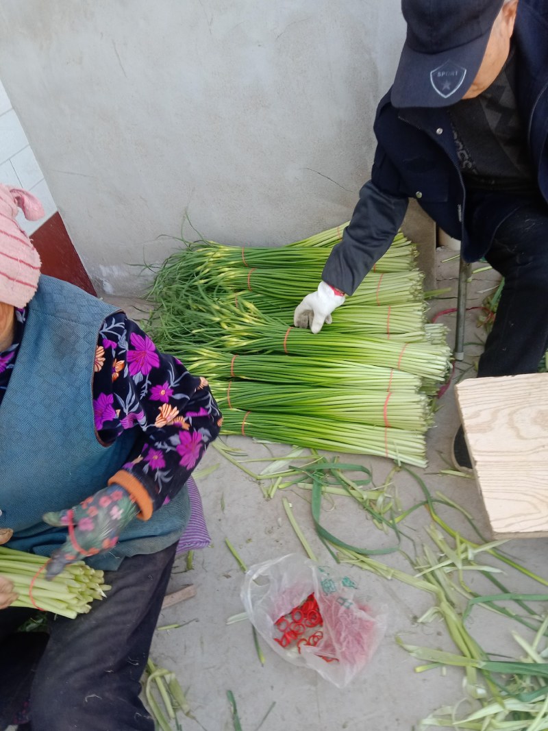 陕西省大荔县沙底村露天白帽蒜苔不上冷库不泡药水绿色蔬莱