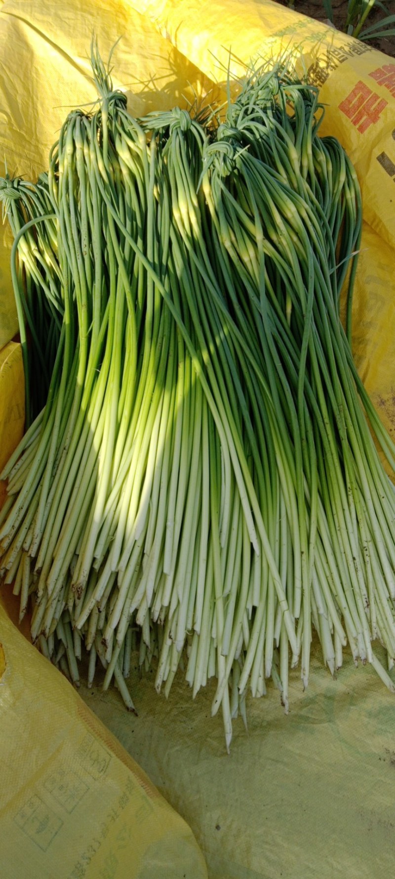 陕西省大荔县沙底村露天白帽蒜苔不上冷库不泡药水绿色蔬莱