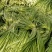 陕西省大荔县沙底村露天白帽蒜苔不上冷库不泡药水绿色蔬莱