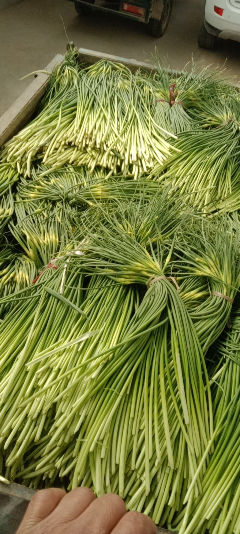 陕西省大荔县沙底村露天白帽蒜苔不上冷库不泡药水绿色蔬莱