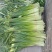 陕西省大荔县沙底村露天白帽蒜苔不上冷库不泡药水绿色蔬莱