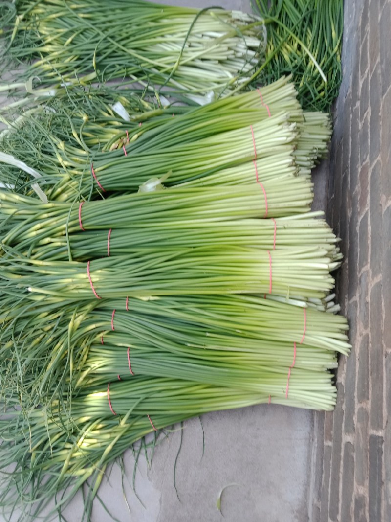 陕西省大荔县沙底村露天白帽蒜苔不上冷库不泡药水绿色蔬莱