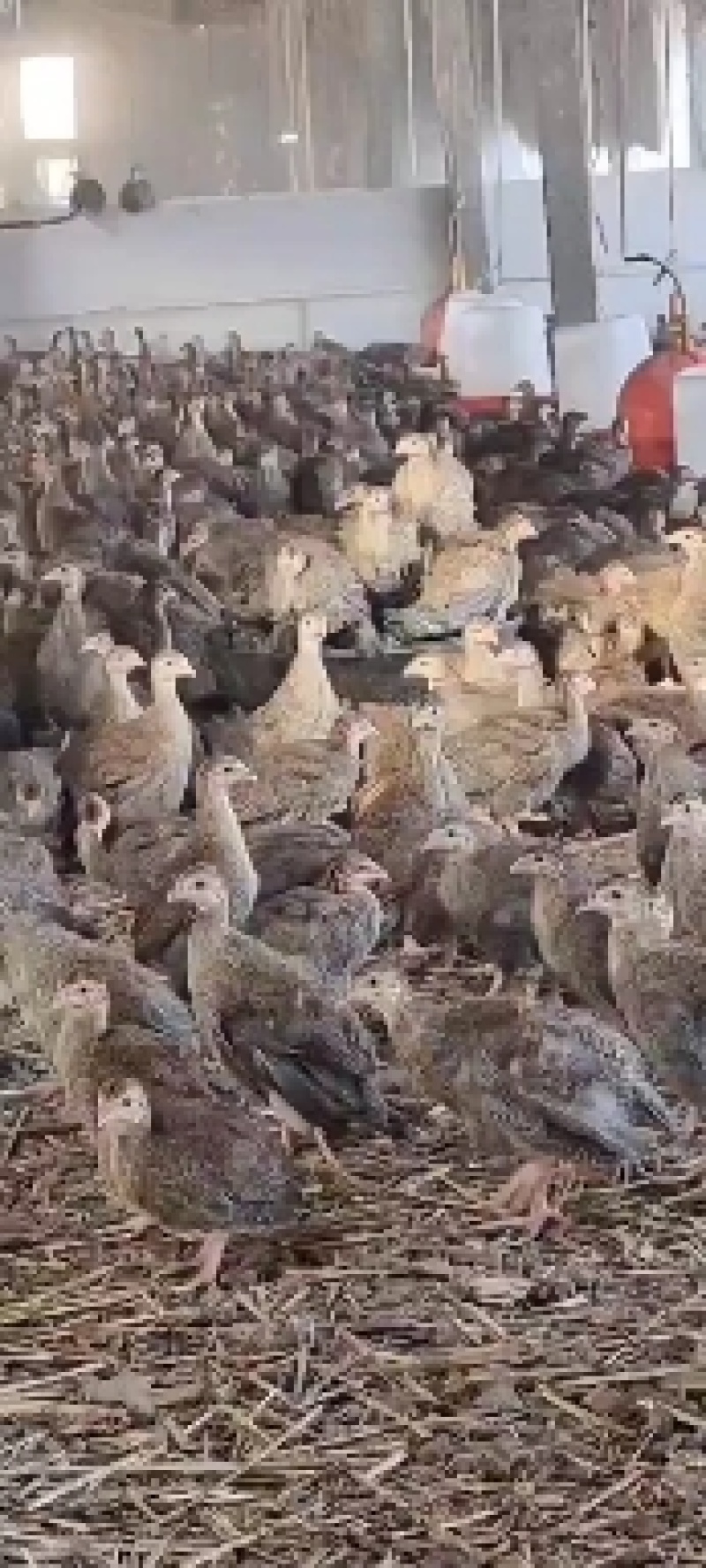珍珠鸡苗批发供应脱温珍珠鸡现货供应珍珠鸡苗厂家直销