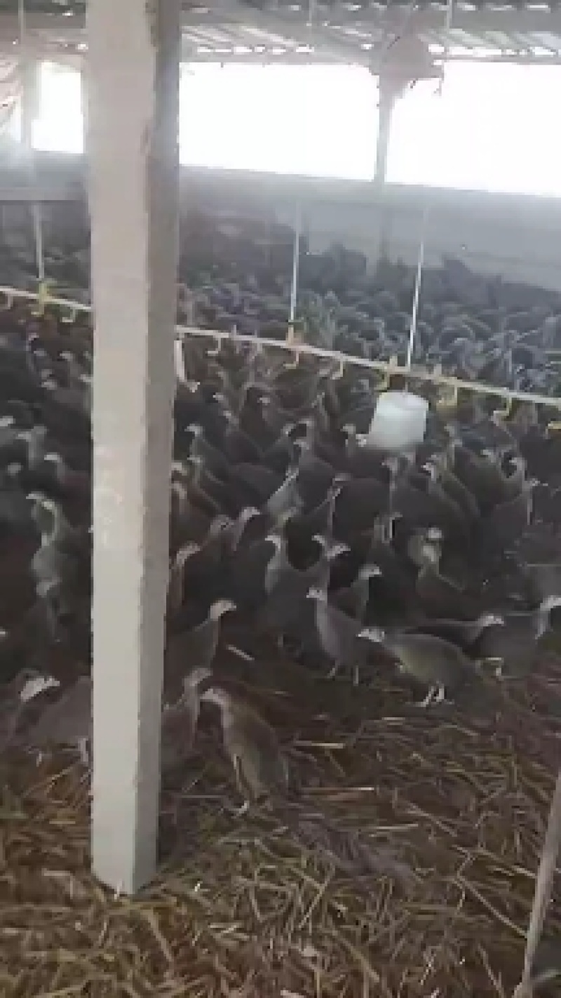 珍珠鸡苗批发供应脱温珍珠鸡现货供应珍珠鸡苗厂家直销