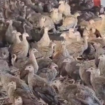 珍珠鸡苗批发供应脱温珍珠鸡现货供应珍珠鸡苗厂家直销