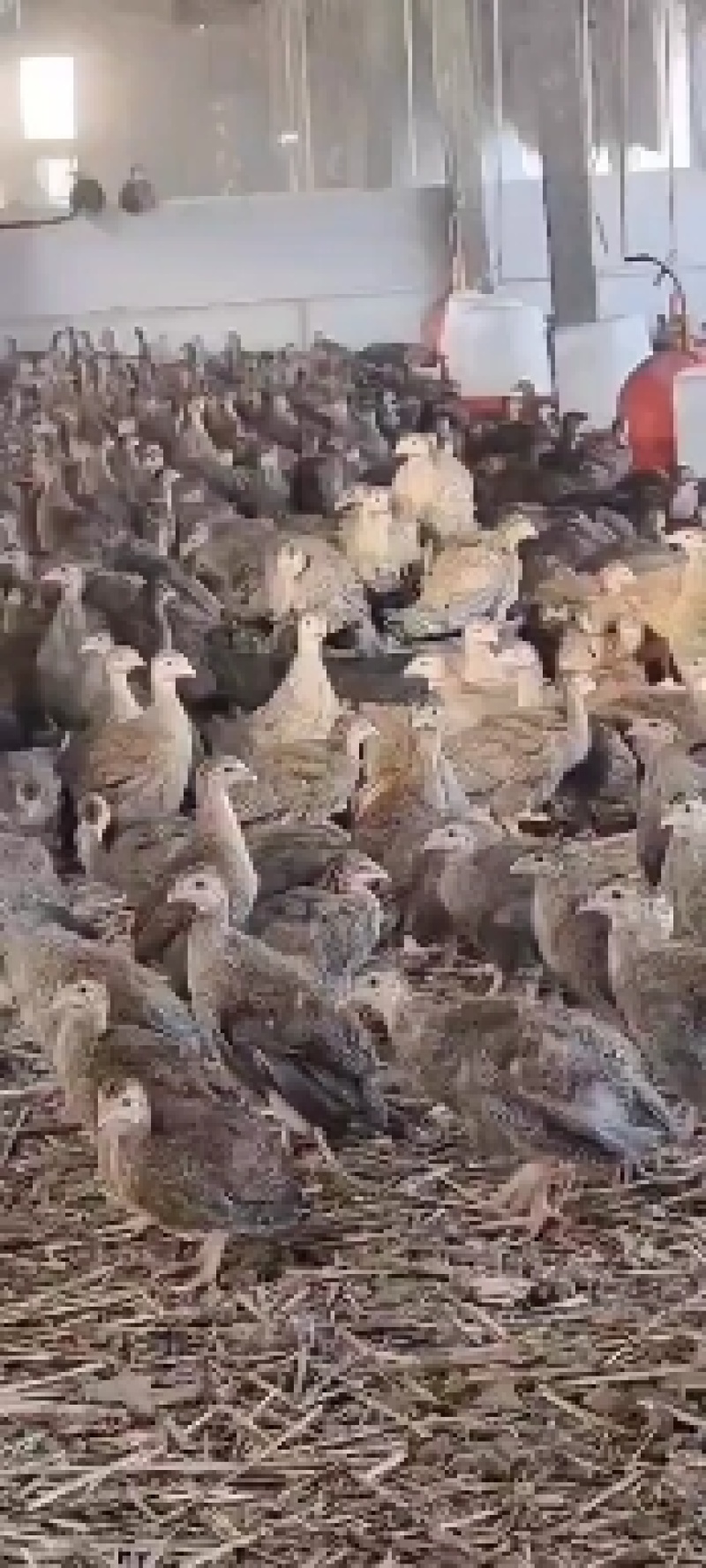 珍珠鸡苗批发供应脱温珍珠鸡现货供应珍珠鸡苗厂家直销