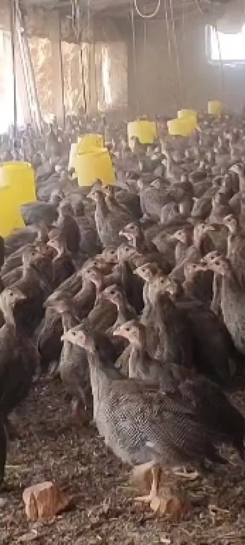珍珠鸡苗批发供应脱温珍珠鸡现货供应珍珠鸡苗厂家直销