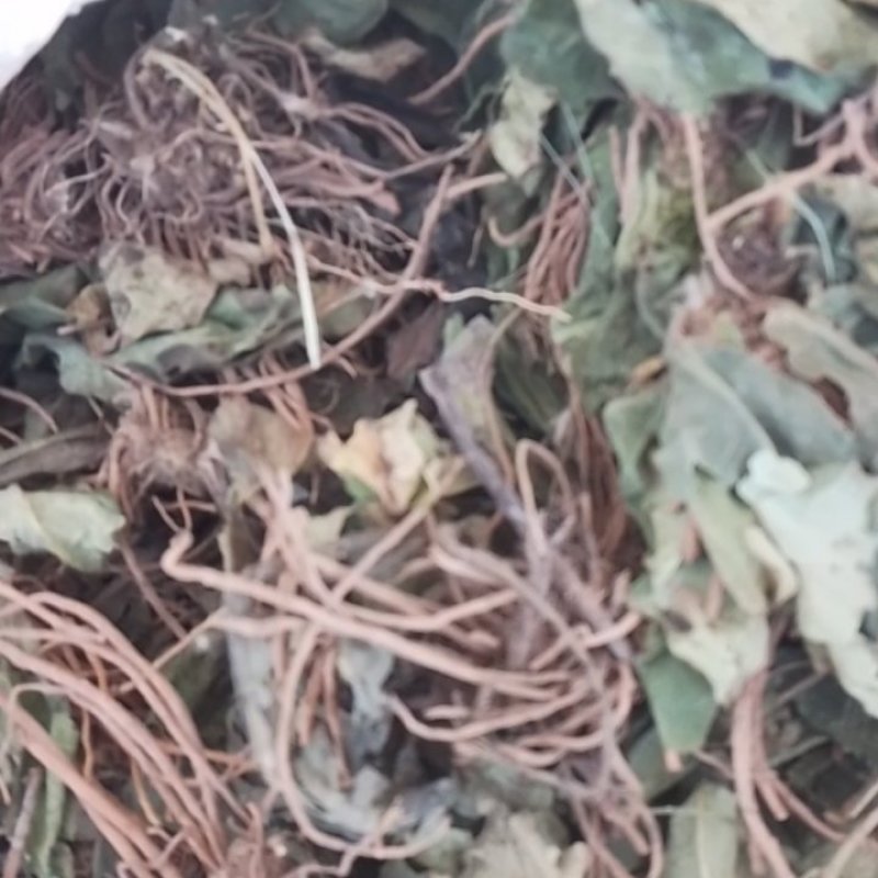 毛大丁，白头翁一支箭，兔耳风，自然风干，没水洗
