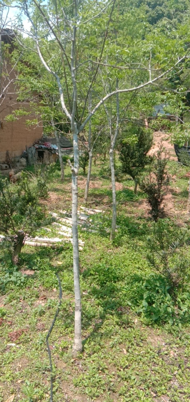 福建三明地区常年出售自家培育大量野鸦椿。