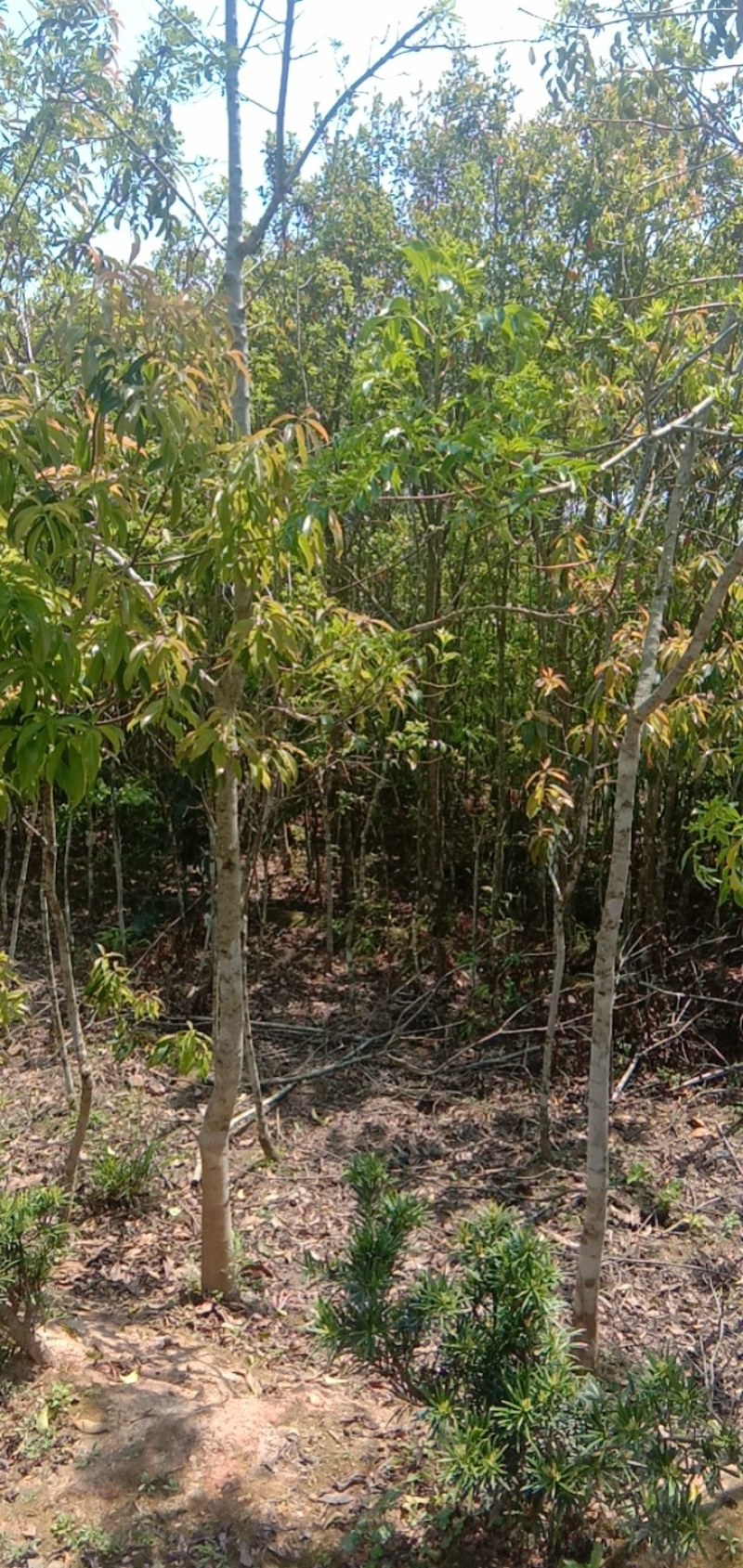 福建三明地区常年出售自家培育大量野鸦椿。