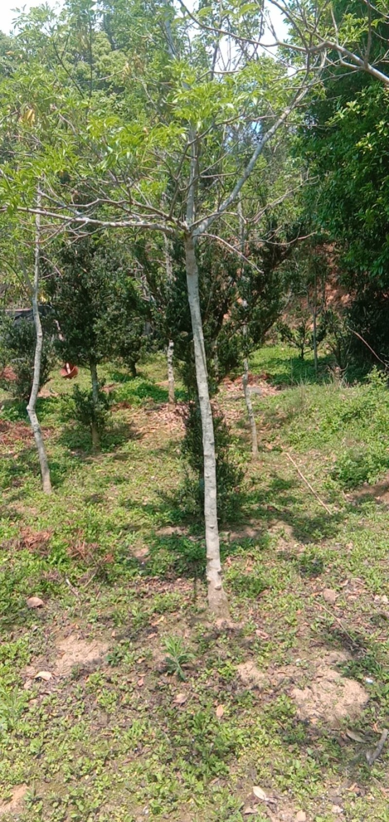 福建三明地区常年出售自家培育大量野鸦椿。