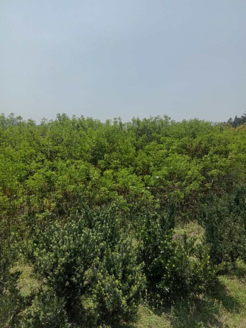 福建三明地区常年出售自家培育大量野鸦椿。