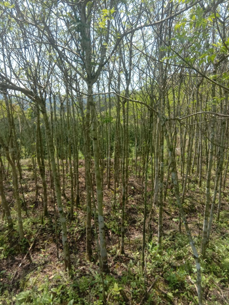 福建三明地区常年出售自家培育大量野鸦椿。