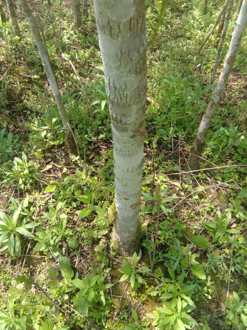 福建三明地区常年出售自家培育大量野鸦椿。