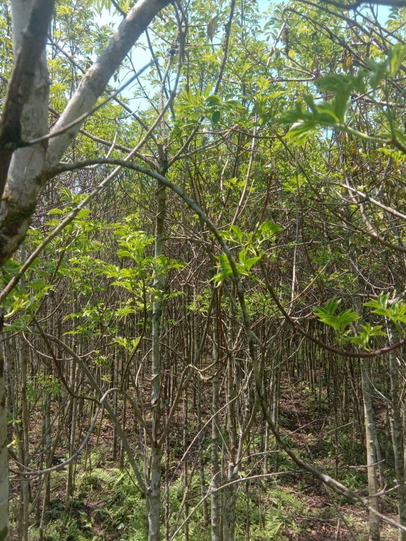 福建三明地区常年出售自家培育大量野鸦椿。