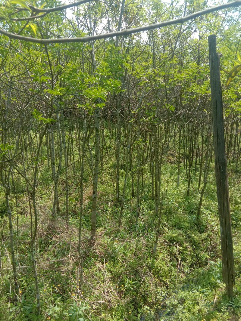 福建三明地区常年出售自家培育大量野鸦椿。